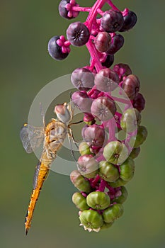 Yellow dragonfly on pokeweed