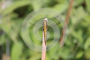 Yellow dragonfly resting on a stick