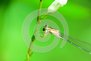 A yellow dragonfly is sitting on a twig in close-up