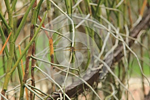 A yellow dragonfly is sitting on a twig in close-up. The dragonfly is hunting. Macro shots of a dragonfly.