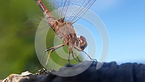 A yellow dragonfly is sitting on a twig in close-up. Macro shots of a dragonfly.