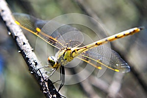 Yellow Dragonfly on Stick photo