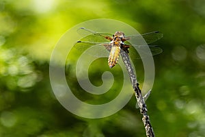 A yellow dragonfly with transparent wings