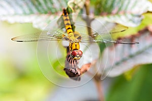 Yellow dragonfly with transparent wings