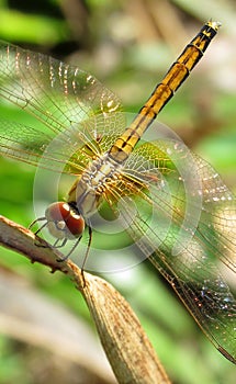 Libellula 