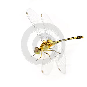 Yellow dragonfly