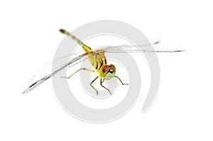 Yellow dragonfly