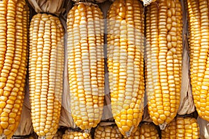 Yellow dried corn bundle together