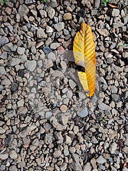 Yellow dried leaf on top of gravels pathway