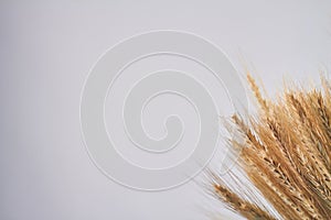 Yellow dried wheat spikelets and copy space.