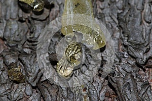 The yellow drop of resin