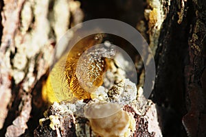 The yellow drop of resin