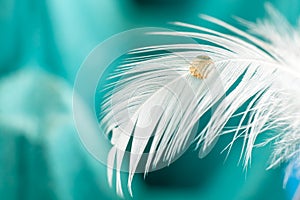 Yellow droplet on white feather