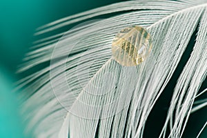 Yellow droplet on white feather