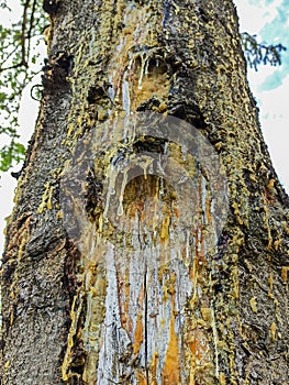 Yellow drops of pine resin flow down the tree