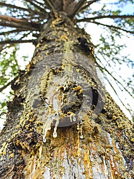 Yellow drops of pine resin flow down the tree