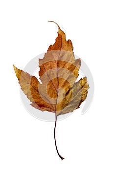 Yellow dry autumn leaf. Close-up. Isolated on white background. Vertical