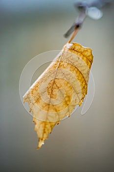 Yellow dry birch leaf on a branch in cloudy weather. Soft macro photo, blurred