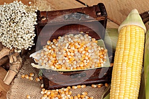 Yellow dry corn grain and corn fresh.