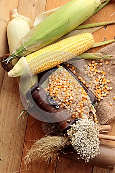 Yellow dry corn grain and corn fresh.