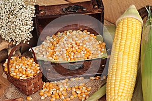 Yellow dry corn grain and corn fresh.