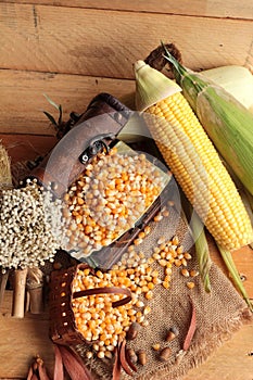 Yellow dry corn grain and corn fresh.