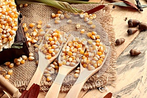 Yellow dry corn grain and corn fresh.