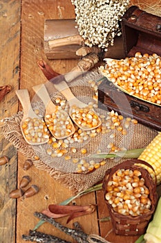 Yellow dry corn grain and corn fresh.