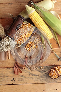 Yellow dry corn grain and corn fresh.