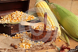 Yellow dry corn grain and corn fresh.