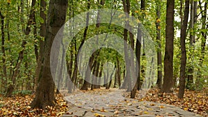 Yellow dry fall leaves, walkway path in forest. Pathway in autumn maple park.