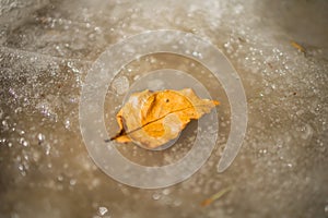 A yellow dry fallen leaf froze in the ice on the asphalt. The first autumn frosts, October, November. Leaf frozen in the ice