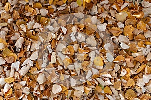 yellow dry fallen leaves, autumn background