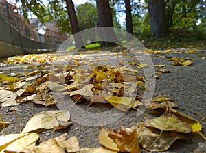 Yellow and dry fallen leaves on the ground. Autumn leaf fall. Thoughts of old age, wilting, loneliness, sadness and despondency. C