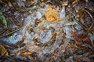 A yellow dry fallen maple leaf froze in the ice on the asphalt. The first autumn frosts, October, November. Leaf frozen in the ice