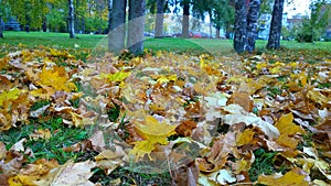 Yellow and dry fallen maple leaves on a ground in city park. Autumn leaf fall. Thoughts of old age, wilting, loneliness, sadness a