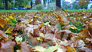 Yellow and dry fallen maple leaves on a ground in city park. Autumn leaf fall. Thoughts of old age, wilting, loneliness, sadness