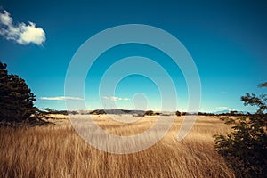 Yellow dry field in the background mountains with wind turbines. Wind power