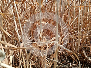 YELLOW dry golden wheats farm stem