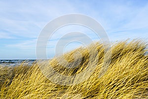 Yellow dry grass bent in the wind against the background of the Baltic Sea, coastal dunes grass