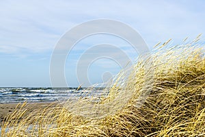 Yellow dry grass bent in the wind against the background of the Baltic Sea, coastal dunes in winter