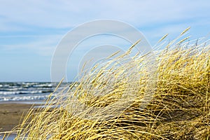 Yellow dry grass bent in the wind against the background of the Baltic Sea, coastal dunes in winter