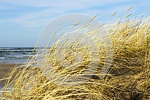 Yellow dry grass bent in the wind against the background of the Baltic Sea, coastal dunes in winter
