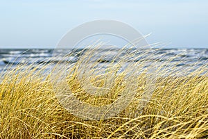 Yellow dry grass bent in the wind against the background of the Baltic Sea, coastal dunes in winter