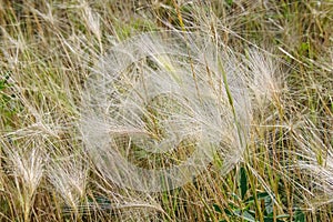 Yellow dry grass close-up, background or texture