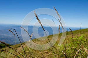 Yellow dry grass field