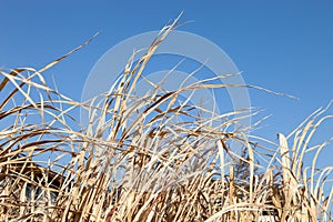 Yellow dry grass field