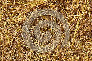 Yellow dry hay close up