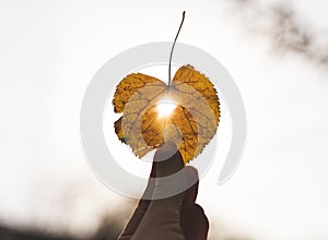 Yellow dry leaf in hand with sun shining through it