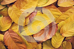 Yellow dry leaf layer abstract Autumn background